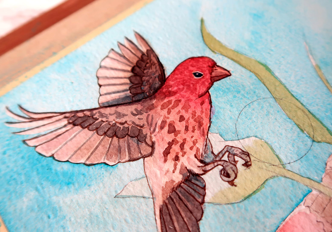 watercolour painting of a red house finch